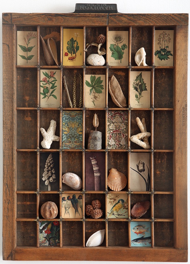 Antique Hamilton printers type case re purposed and up cycled as a display of quirky items from the natural world