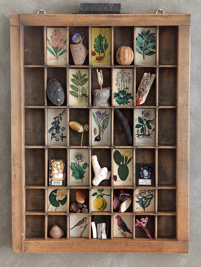 Antique Hamilton printers type case re purposed and up cycled as a display of quirky items from the natural world